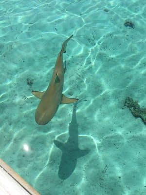 Mergulho com tubarões em Bora Bora