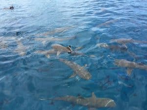 Mergulho com tubarões em Bora Bora
