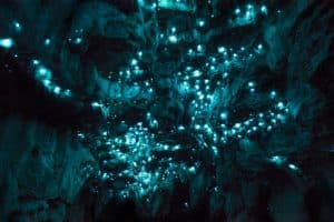 glow worm cave