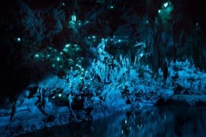 glow worm cave