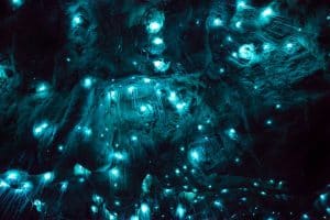 glow worm cave