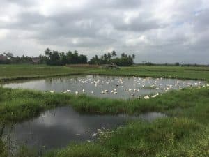 Farming & Fishing Tour de bike pelos arredores de Hoi An