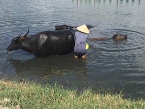 Farming & Fishing Tour de bike pelos arredores de Hoi An