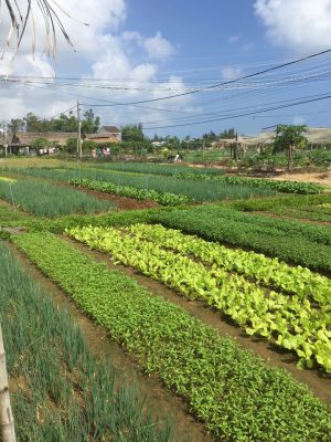 Farming & Fishing Tour de bike pelos arredores de Hoi An