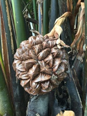 Coconut Tree Jungle em Hoi an