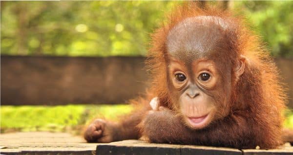 orangotangos