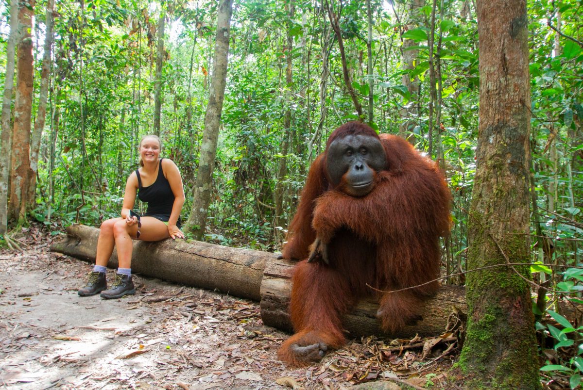orangutans tour indonesia