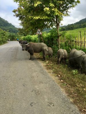 Passeio de bike em Luang Prabang - Laos