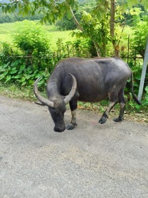 Passeio de bike em Luang Prabang - Laos