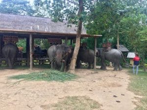 Passeio ao Elephant Village & Sanctuary, Luang Prabang - Laos