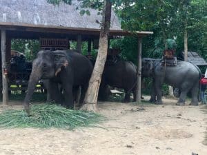 Passeio ao Elephant Village & Sanctuary, Luang Prabang - Laos