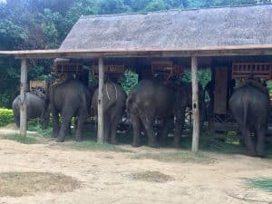 Passeio ao Elephant Village & Sanctuary, Luang Prabang - Laos