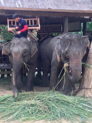 Passeio ao Elephant Village & Sanctuary, Luang Prabang - Laos