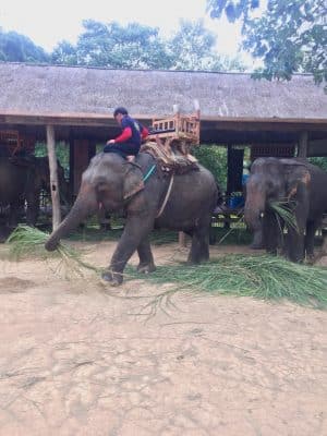 Passeio ao Elephant Village & Sanctuary, Luang Prabang - Laos