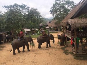 Passeio ao Elephant Village & Sanctuary, Luang Prabang - Laos