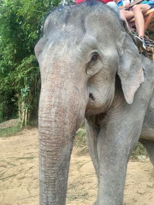 Passeio ao Elephant Village & Sanctuary, Luang Prabang - Laos