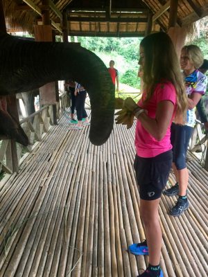 Passeio ao Elephant Village & Sanctuary, Luang Prabang - Laos