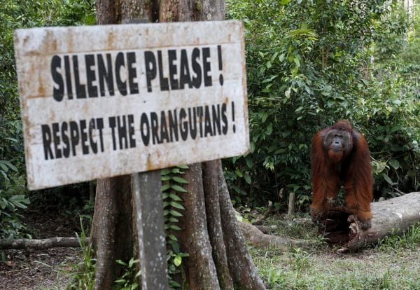 orangotangos
