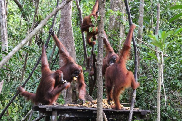 orangotangos