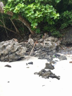 Passeios em Phi Phi, Monkey Beach, Tailândia