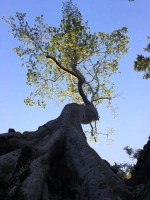 Templo Ta Prohm, The Jungle Temple, Lara Croft Tomb Raider, Siem Reap