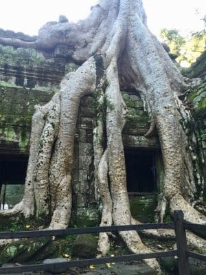 Templo Ta Prohm, The Jungle Temple, Lara Croft Tomb Raider, Siem Reap