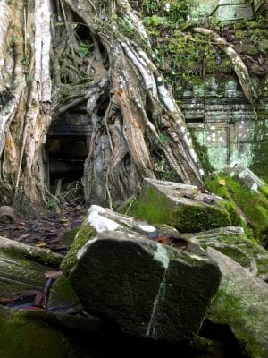 Templo Ta Prohm, The Jungle Temple, Lara Croft Tomb Raider, Siem Reap