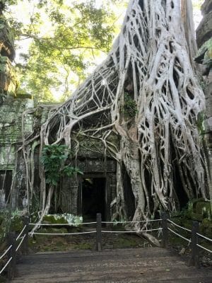 Templo Ta Prohm, The Jungle Temple, Lara Croft Tomb Raider, Siem Reap