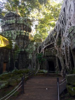 Templo Ta Prohm, The Jungle Temple, Lara Croft Tomb Raider, Siem Reap