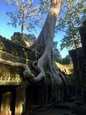 Templo Ta Prohm, The Jungle Temple, Lara Croft Tomb Raider, Siem Reap