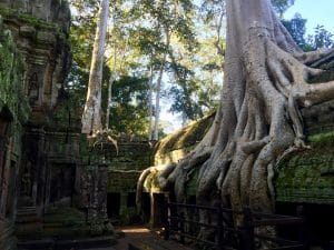 Templo Ta Prohm, The Jungle Temple, Lara Croft Tomb Raider, Siem Reap