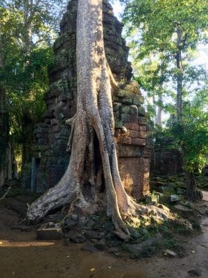 Templo Ta Prohm, The Jungle Temple, Lara Croft Tomb Raider, Siem Reap