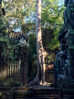 Templo Ta Prohm, The Jungle Temple, Lara Croft Tomb Raider, Siem Reap