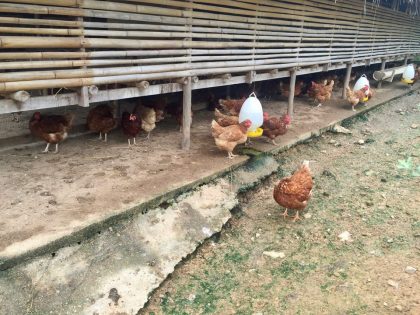 Ovos diretamente da granja no Six Senses Yao Noi, Tailândia
