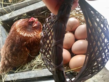 Ovos diretamente da granja no Six Senses Yao Noi, Tailândia