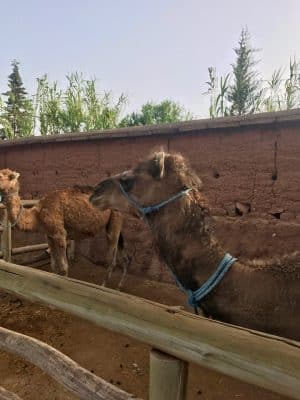 Imlil, Marrocos - Hotel Kasbah Tamadot