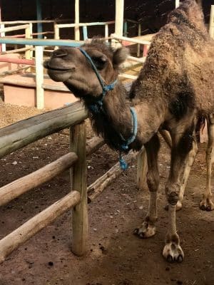 Imlil, Marrocos - Hotel Kasbah Tamadot