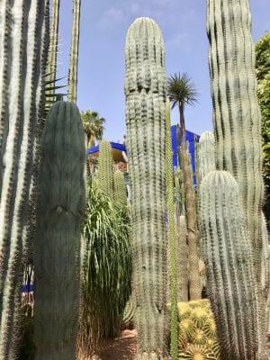 Jardin Majorelle - Marrakech. Marrocos