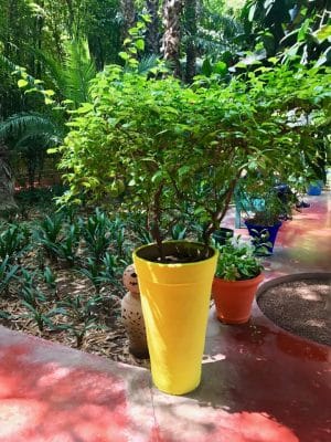 Jardin Majorelle - Marrakech. Marrocos