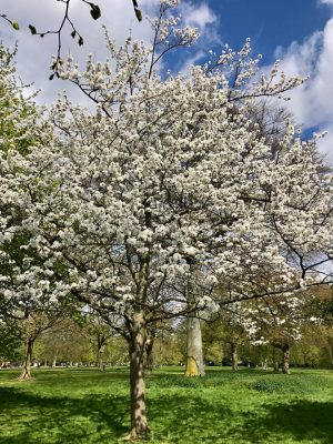 Londres - Kensington Gardens