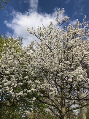 Londres - Kensington Gardens