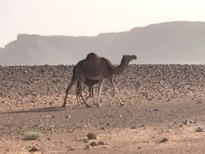 Marrocos - Deserto do Saara