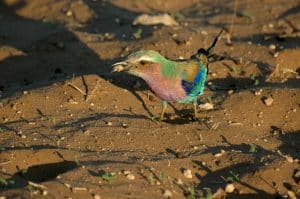 Parque Namib-Naukluft - Namíbia, África