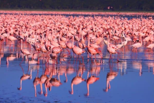 Flamingos no Quênia