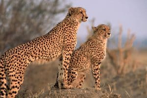 Parque Namib-Naukluft - Namíbia, África