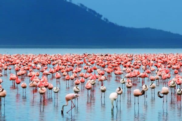 Flamingos no Quênia