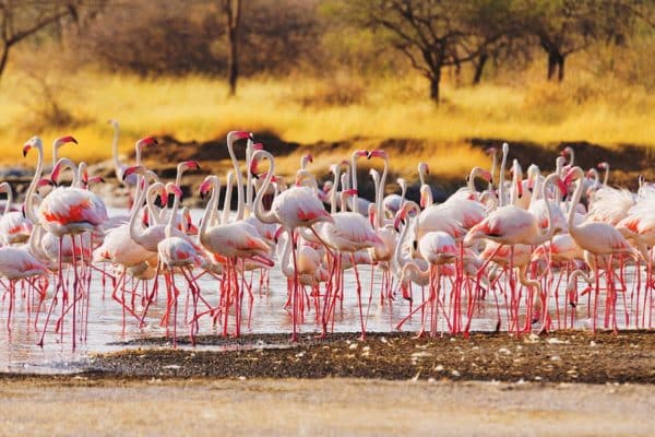 Flamingos no Quênia