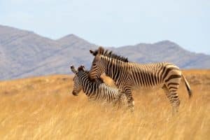 Parque Namib-Naukluft - Namíbia, África
