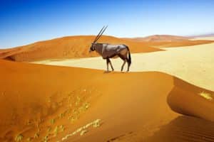 Parque Namib-Naukluft - Namíbia, África