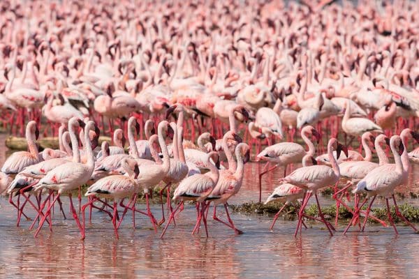 Flamingos no Quênia